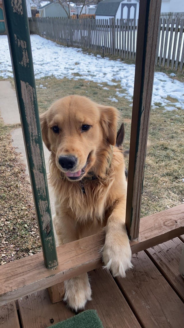 The neighbors dog comes to greet me with his paw every day!