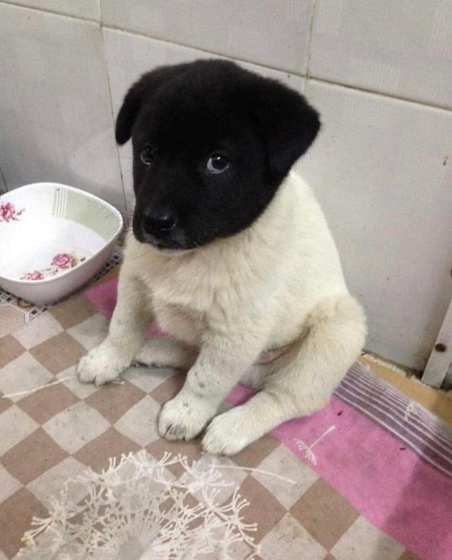 ¡Aparentemente se quedaron sin tinta negra cuando dieron a luz a este hermoso cachorro!