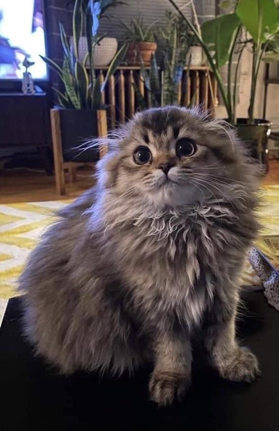 Kijk eens hoeveel haren deze kat heeft, en wat een onweerstaanbare ogen! 