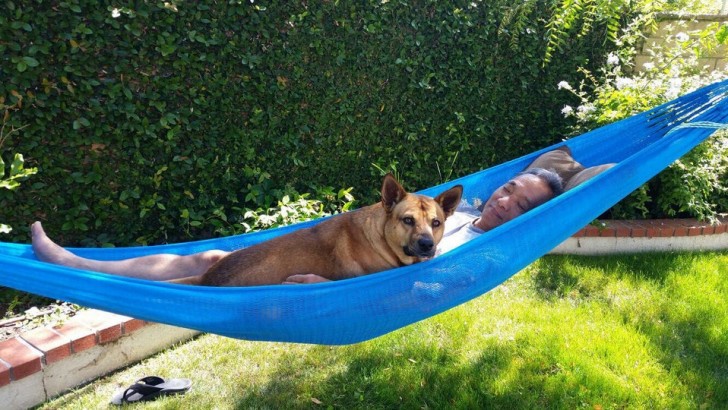 No dog in the house, but in the hammock, yes!