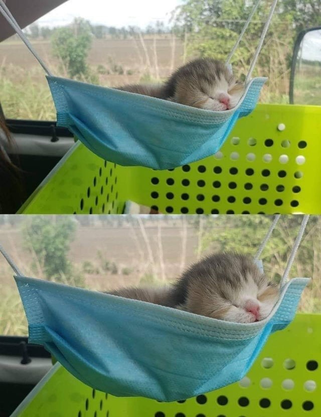 12. A kitten so tiny that he can use a mask as a hammock!
