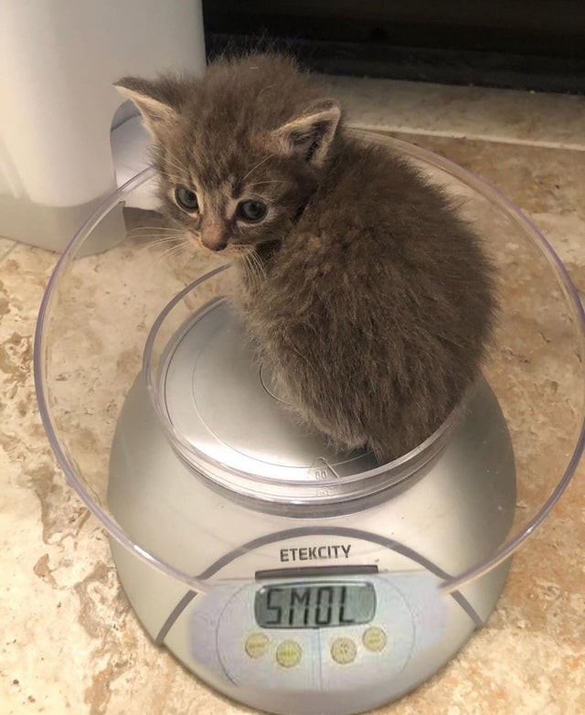 13. The scale does not lie: it is a very cute little kitten!