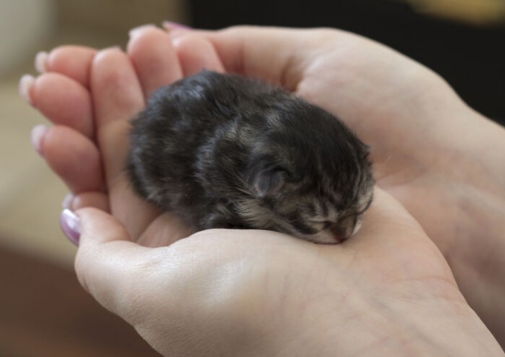 4.¡ Es tan pequeño que logra descansar en la palma de una mano!