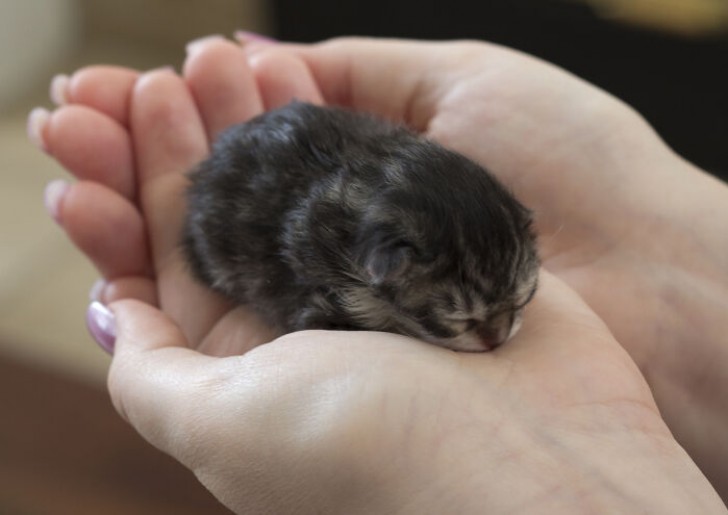 4. È così piccolo che riesce a riposare nel palmo di una mano!