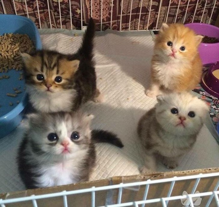 5. Four adorable little rascals - they should be considered illegal for being so cute!