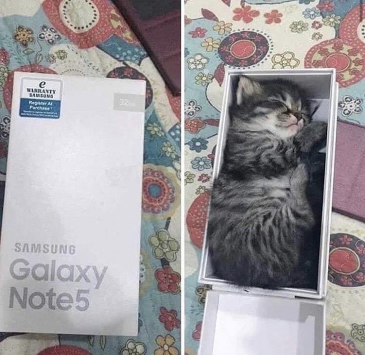 7. ¡Ah! ¿Dónde está el teléfono que había comprado? ¡He sido engañado por un pequeño gatito criminal!