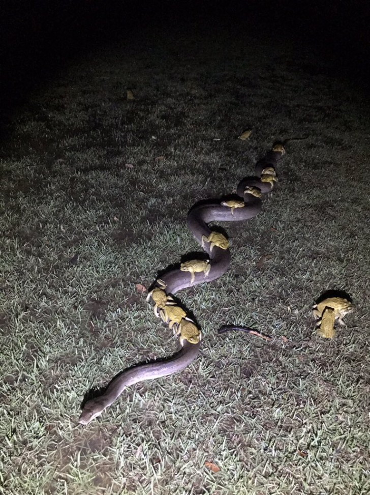 11. Les crapauds et les pythons sont-ils meilleurs amis ? Peut-être pas, mais dans ce cas, les crapauds ont décidé de demander au python d'être raccompagnés.