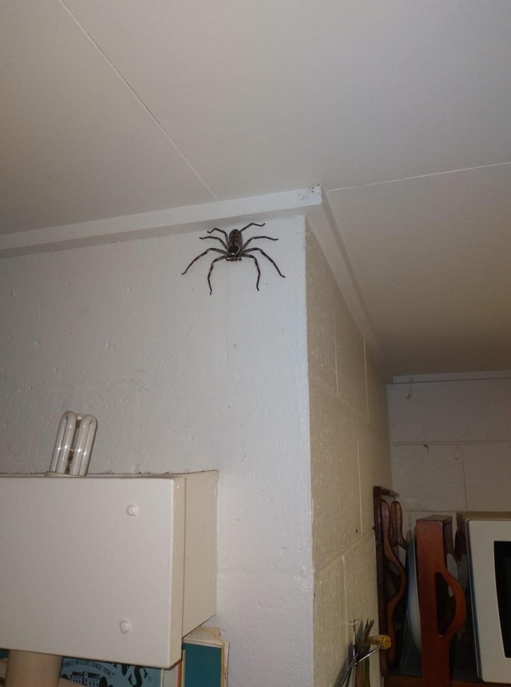 13. Les araignées domestiques existent-elles ? Peut-être pas, mais les Australiens sont habitués à en voir chez eux...