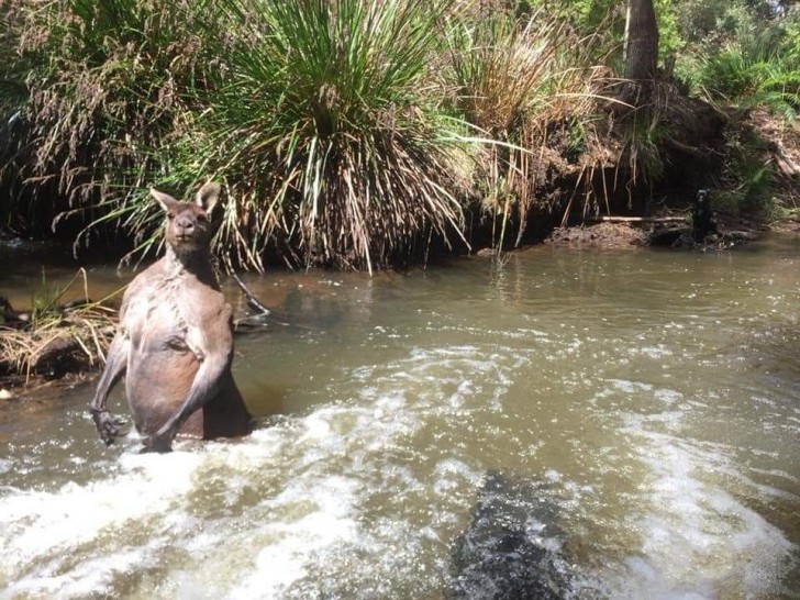 14. Le kangourou musclé prend tranquillement un bain dans la rivière, quelqu'un pour lui tenir compagnie ?