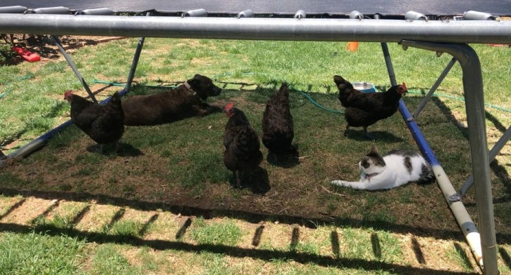 15. Cani, gatti e galline non litigano, o non hanno le energie per farlo: quando fa caldo un posto in ombra c'è per tutti.