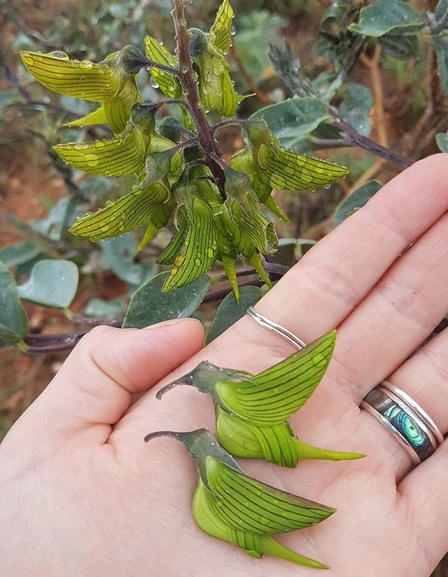 4. Diese ganz besondere Pflanze ist in Australien beheimatet und ihre Blätter sehen aus wie kleine Vögel.