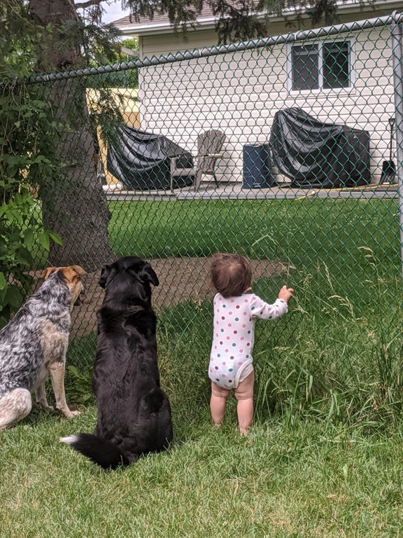 3. "Il nostro vicino regala biscottini ai cani attraverso il recinto. Recentemente ha dato anche a mia figlia dolcetti. Questi sono loro che aspettano pazientemente qualche dolcetto!"