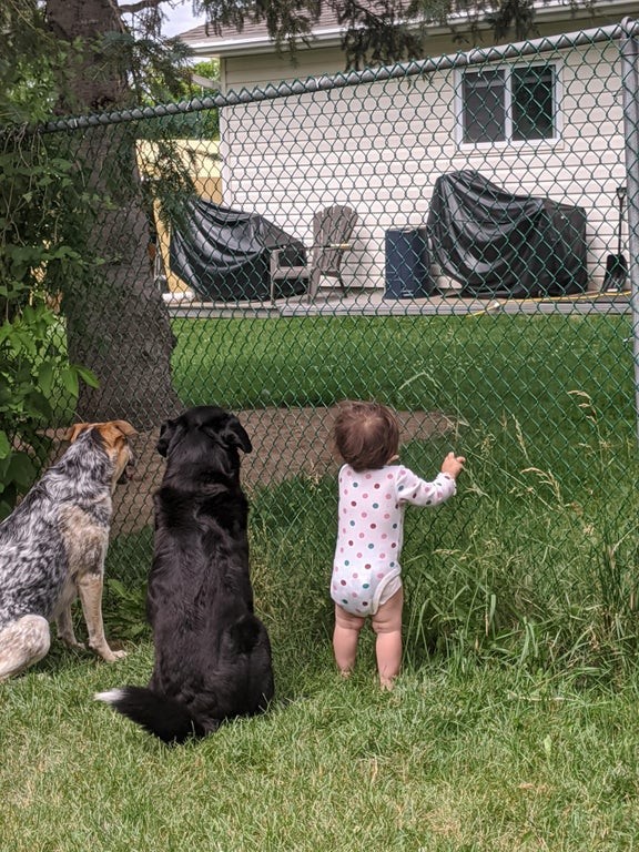 3. "Notre voisin donne des friandises au chien de l'autre côté du grillage. Récemment, il a également donné des friandises à ma fille. Les voici qui attendent patiemment des friandises !"