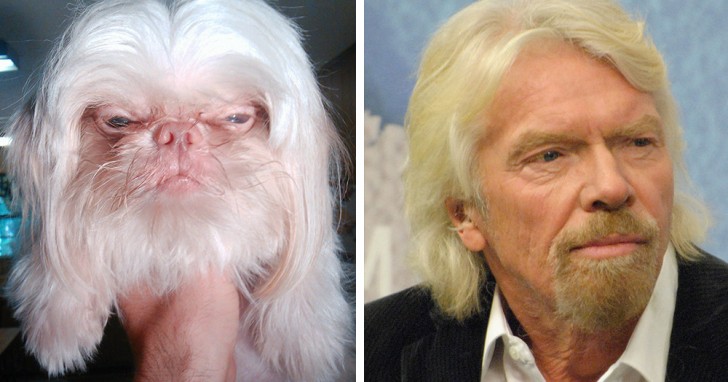 1. De hond met zijn witte haren en scheiding in het midden doet denken aan Richard Branson, hoewel zijn haar hier nog blond was.