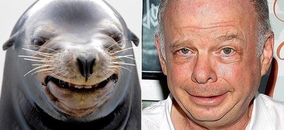 10. La foca sembra sorridere e ha assunto la stessa espressione del famosissimo attore Wallace Shawn. 