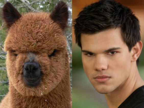 11. De alpaca doet denken aan Taylor Lautner met zijn intense blik en uitgesproken lippen. Alleen het rode haar ontbreekt.