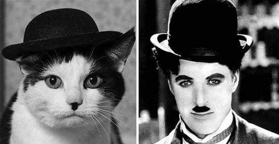12. De kat, met de zwarte vlek op zijn neus, doet denken aan Charlie Chaplin en zijn zwarte snorharen. En de hoed is een vleugje klasse.