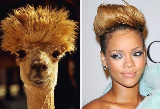 13. È sicuramente merito (o colpa) dell'acconciatura, ma la bellissima Rihanna assomiglia ad un alpaca.