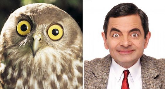14. De uil met zijn ronde ogen doet onmiddellijk denken aan Rowan Atkinson als de tijdloze Mr Bean.