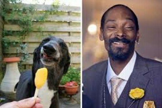4. De hond, met zijn scheve glimlach en halfgesloten ogen, lijkt op deze foto op Snoop Dog.