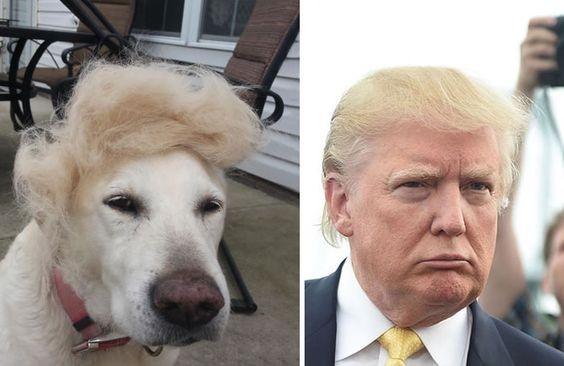 6. De hond daarentegen, met dat blonde plukje en een bezorgde blik, lijkt op Donald Trump.