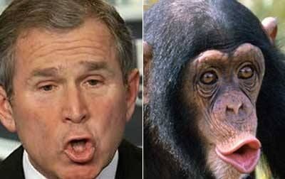7. De uitdrukking van de aap doet op deze foto denken aan George W. Bush: in andere houdingen zou de gelijkenis waarschijnlijk niet zo duidelijk zijn geweest.
