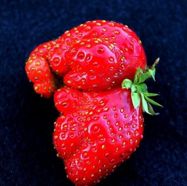 1. Cette fraise ressemble à un petit éléphant : on peut voir la trompe, les oreilles, la bouche et même les pattes.