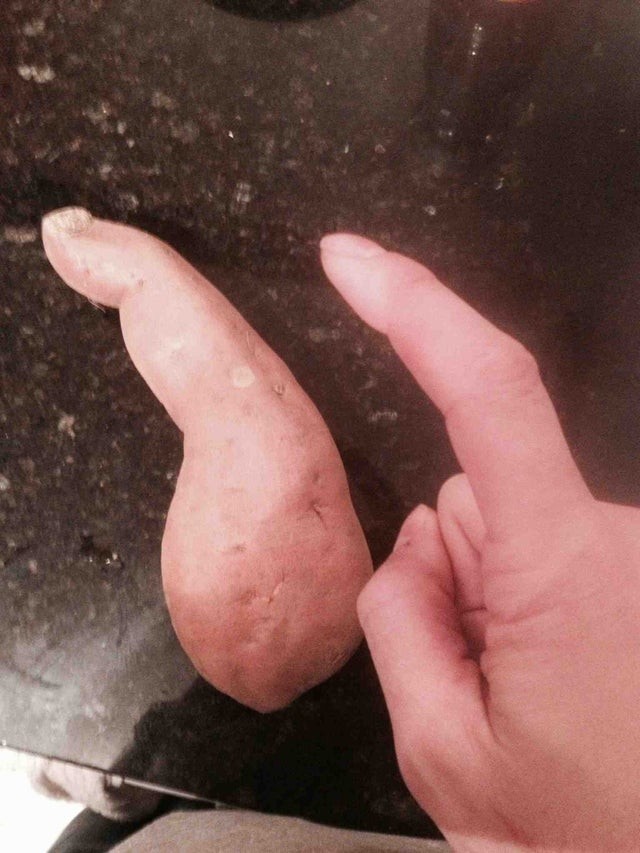 12. Questa patata dolce sembra esattamente un dito, ha perfino l'unghia: si fa fatica a distinguere il tubero dal dito.