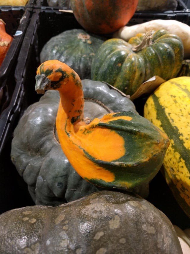 2. È un cigno o una zucca? Una zucca particolarissima a forma di cigno: è quasi un peccato mangiarla.