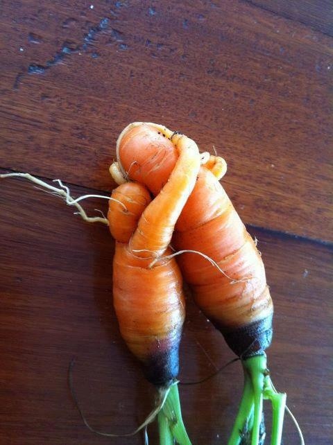 5. Un moment de romantisme à ne pas gâcher : les deux carottes forment un beau couple.