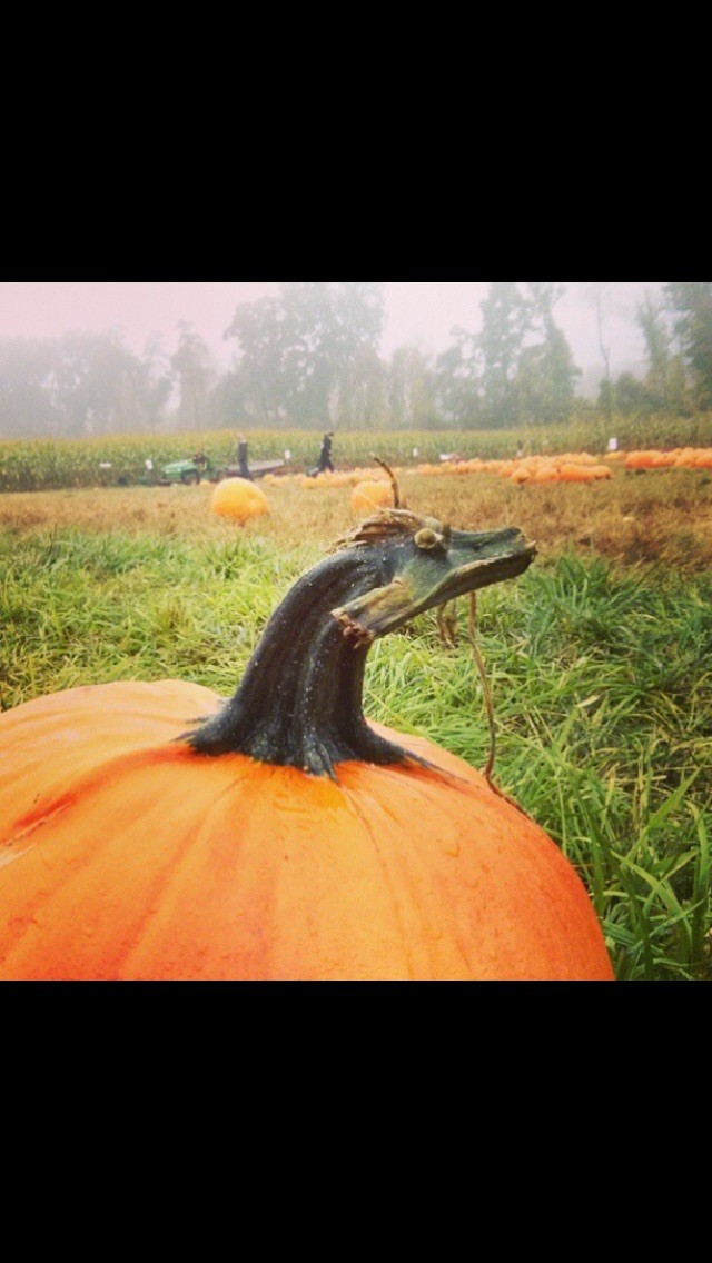 6. Una zucca con la testa di un dragone: chi l'ha detto che esistono solo nei film o nei cartoni di fantasia?