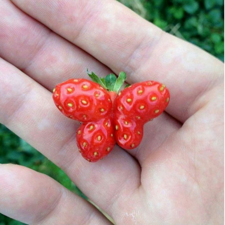 7. Les fraises aiment prendre des formes diverses et variées : cette fois-ci, c'est un papillon. Prendra-t-il son envol ?
