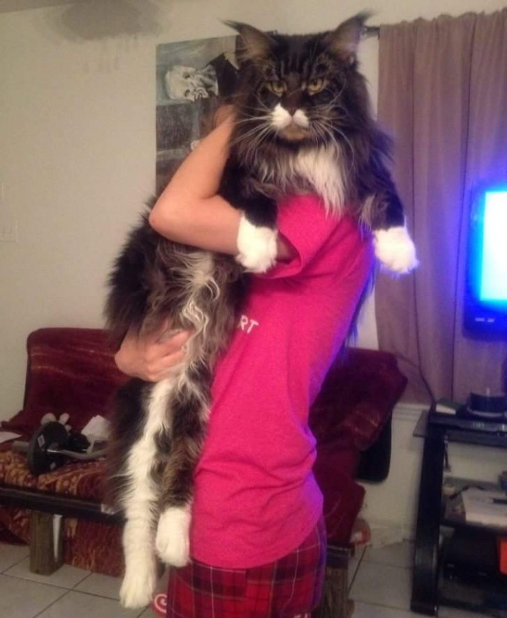 We do not know which is bigger, the cat or the boy who is trying to pick him up!