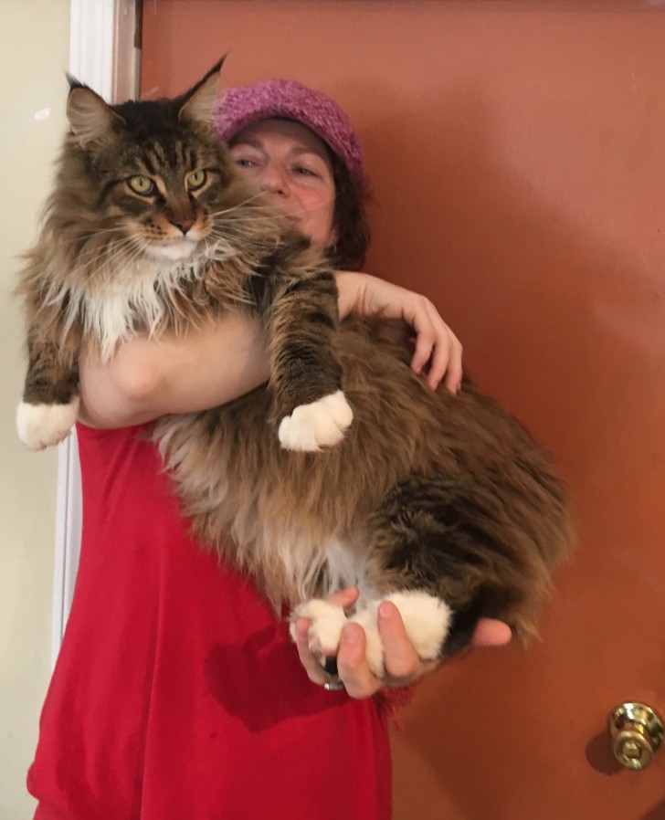 Look how beautiful this huge specimen of Maine Coon is!