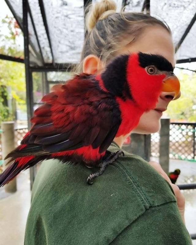 1. Een papegaai met mond en haar of een vrouw met een snavel? De twee lijken één te zijn.