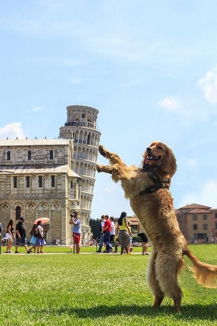 15. Nog een foto met de toren van Pisa: de hond poseert op een manier die ronduit perfect is.