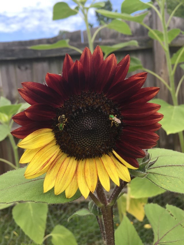 10. Een zonnebloem die half geel en half donkerrood is: waardoor wordt de kleurverandering veroorzaakt?