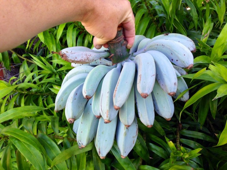 11. La banane bleue : on dit qu'elle a la même consistance qu'une glace et un goût qui rappelle la vanille.