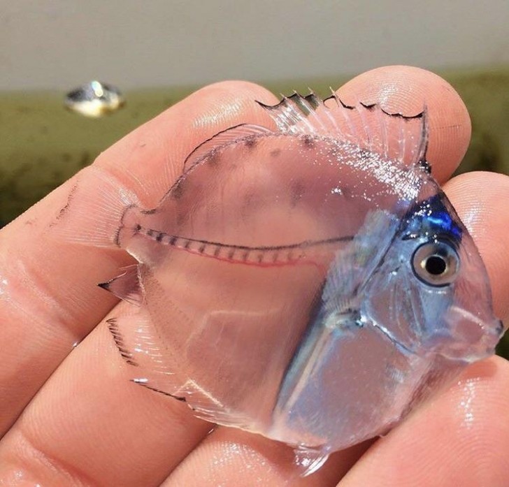 12. Un pesce totalmente trasparente: questa persona ha avuto la fortuna di osservarlo da vicino.
