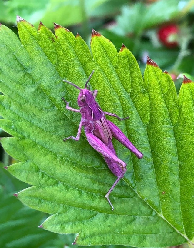 15. Iemand vond een felle paarskleurige sprinkhaan in zijn tuin - heb je er ooit zo een gezien?