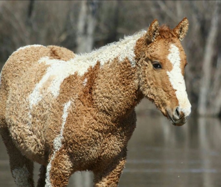 2. Ein Pferd mit gekräuseltem Haar und Mähne: Wie viele Menschen haben diese Besonderheit schon gesehen?