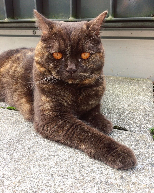 Det ser ut som att det brinner en eld i kattens ögon: de är helt orangefärgade, med mörka skuggor.