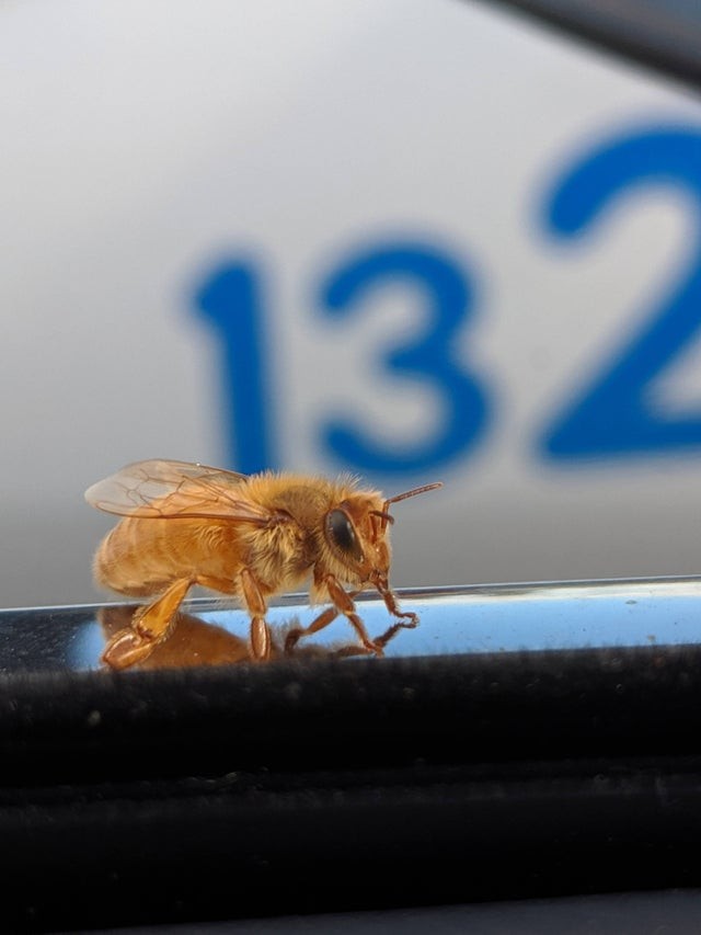 9. Cette personne a eu la chance de photographier une abeille dorée : elle a atterri directement sur sa voiture.