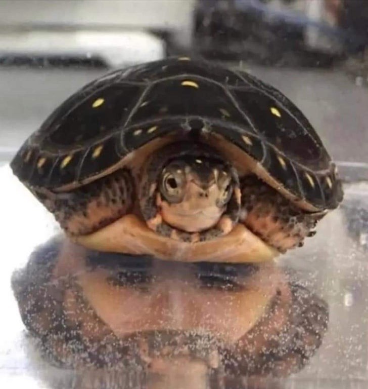3. Das Spiegelbild der Schildkröte, unten, sieht aus wie das Gesicht eines Mannes mit Augen, Augenbrauen und Bart.