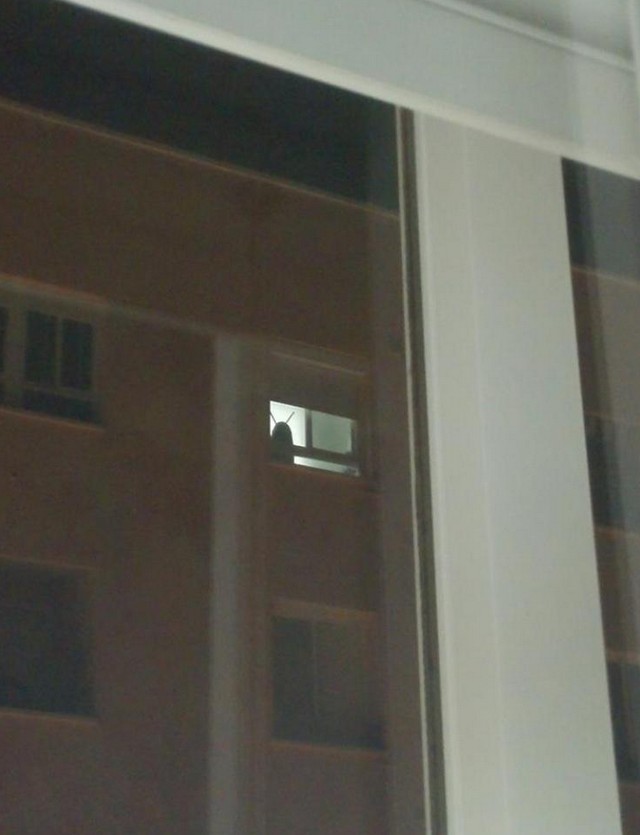 Irre ich mich oder starrt mich eine riesige Küchenschabe aus dem Gebäude gegenüber an?