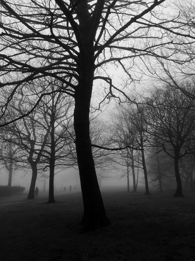Menschen, die im Nebel im Wald spazieren: entfernte Formen, die direkt einer Horrorerzählung entsprungen zu sein scheinen!