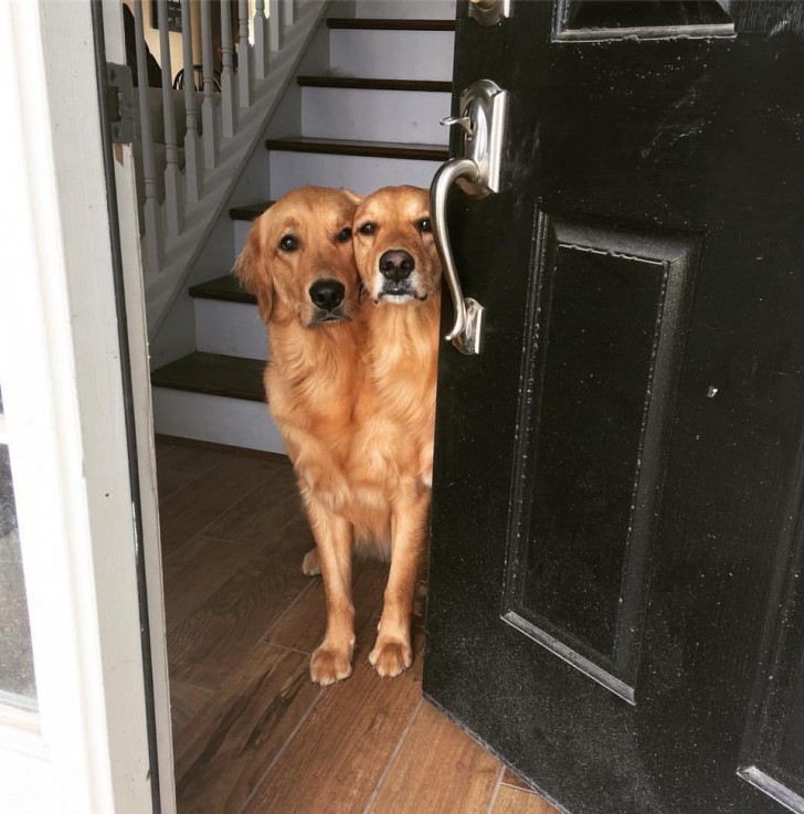 My two dogs looking out the door look like a strange genetic experiment at first glance ....