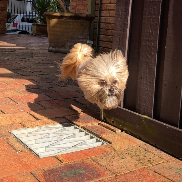 Veja este cão saltando: não lhe parece que uma parte do corpo desapareceu por completo?