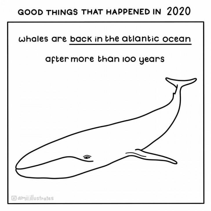 8. Le balenottere azzurre sono tornate nell'Oceano Atlantico dopo oltre 100 anni