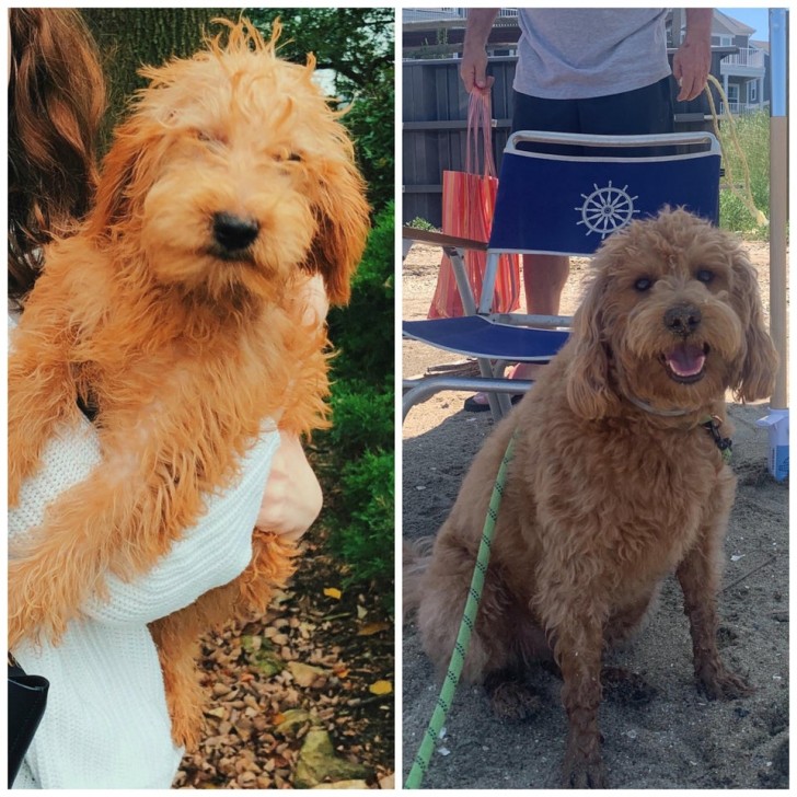 L'ho trovato malnutrito e tutto sporco, adesso è un cagnolone praticamente incorreggibile!